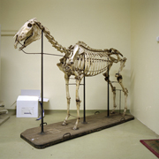 Rencontres photographiques de Saumur